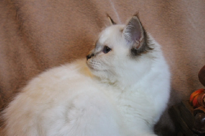 CHATON - Sacré de Birmanie