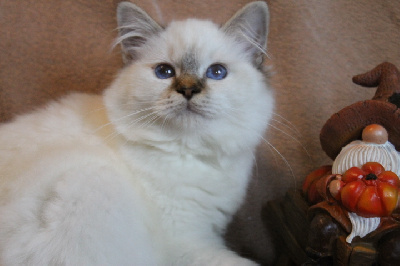 CHATON - Sacré de Birmanie