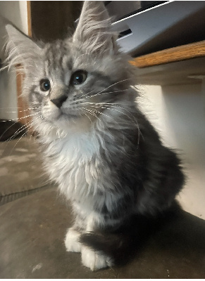 Des Chichicoons - Chaton disponible  - Maine Coon