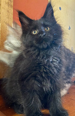 Des Chichicoons - Chaton disponible  - Maine Coon