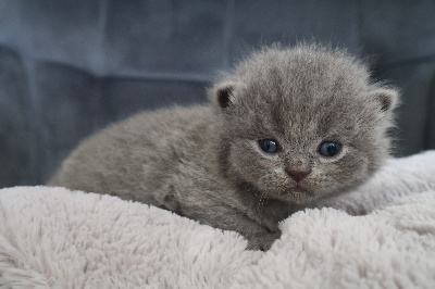 Collier ROSE - British Shorthair et Longhair