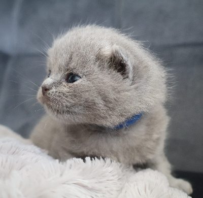 Collier BLEU - British Shorthair et Longhair