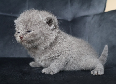 Collier BLANC - British Shorthair et Longhair