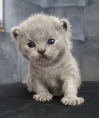 Collier ORANGE - British Shorthair et Longhair