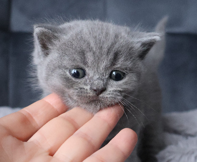 Collier VERT - British Shorthair et Longhair