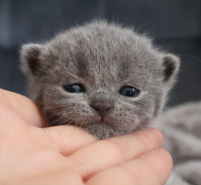 Collier JAUNE - British Shorthair et Longhair