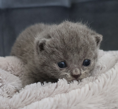 Collier ROUGE - British Shorthair et Longhair