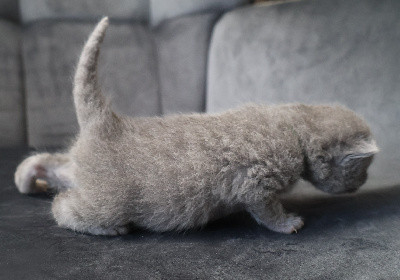 Collier VERT - British Shorthair et Longhair