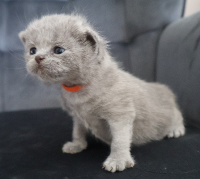 Collier ORANGE - British Shorthair et Longhair