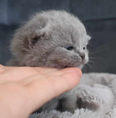 Collier BLEU - British Shorthair et Longhair