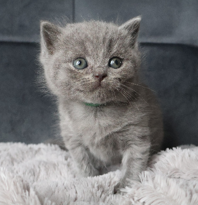 Collier VERT - British Shorthair et Longhair