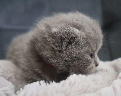 Collier ROUGE - British Shorthair et Longhair