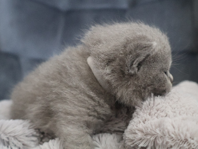 Collier BLANC - British Shorthair et Longhair