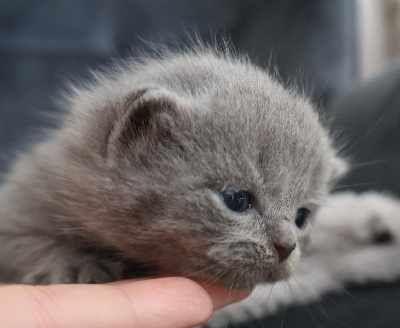 Collier VERT - British Shorthair et Longhair