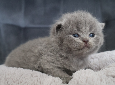 Collier ROSE - British Shorthair et Longhair