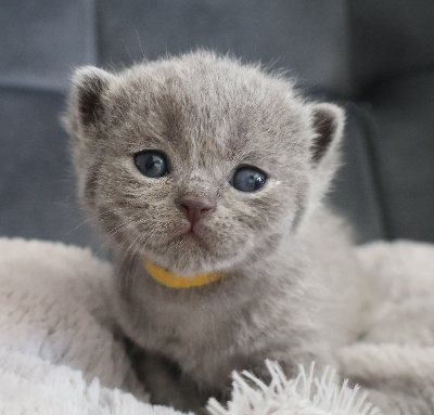 Collier JAUNE - British Shorthair et Longhair