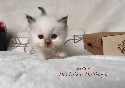 Zénith - Ragdoll