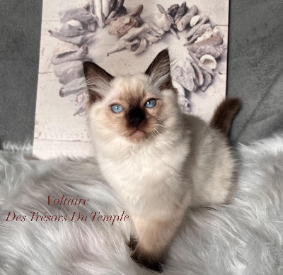 Des Trésors Du Temple - Chaton disponible  - Ragdoll