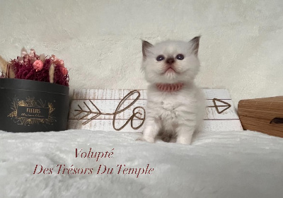 Volupté - Ragdoll