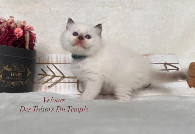 Des Trésors Du Temple - Chaton disponible  - Ragdoll