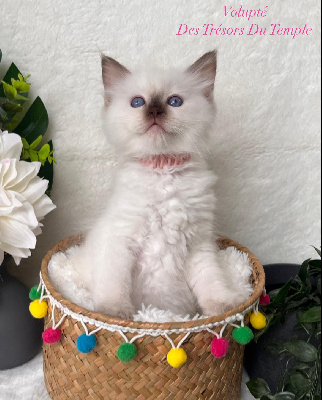 Des Trésors Du Temple - Chaton disponible  - Ragdoll