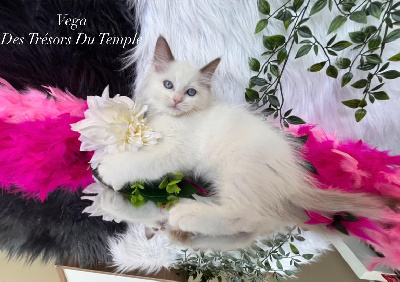 Des Trésors Du Temple - Chaton disponible  - Ragdoll