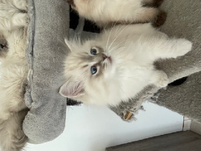 Des Rêves De Lyanna - Chaton disponible  - Ragdoll