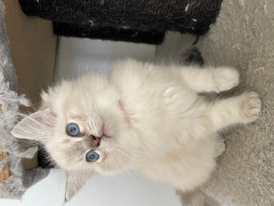 Des Rêves De Lyanna - Chaton disponible  - Ragdoll