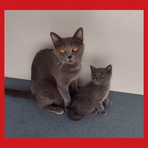 chaton Chartreux Of Gold Family