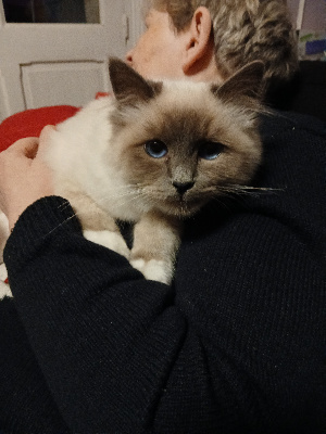 Of Gold Family - Chaton disponible  - Sacré de Birmanie