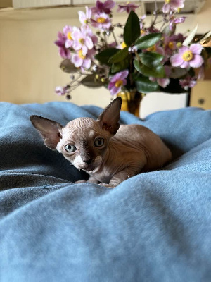 Des Gray Nice - Chaton disponible  - Sphynx