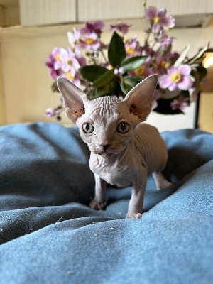 Des Gray Nice - Chaton disponible  - Sphynx