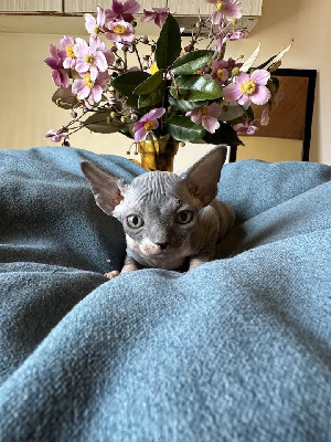 Des Gray Nice - Chaton disponible  - Sphynx