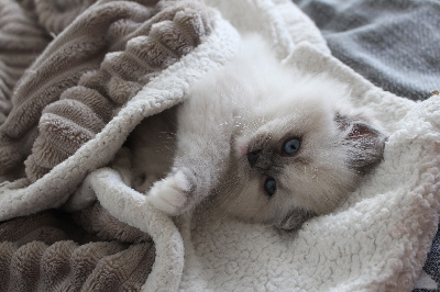 Du Bleu D'Iris - Chaton disponible  - Ragdoll