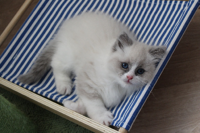 Du Bleu D'Iris - Chaton disponible  - Ragdoll