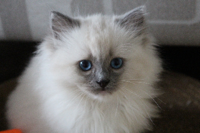 Du Bleu D'Iris - Chaton disponible  - Ragdoll