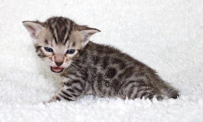 CHATON silver - Bengal