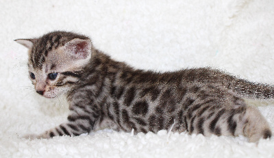 CHATON silver - Bengal