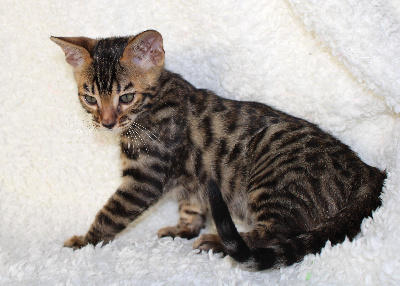 Felix-felicis - Chaton disponible  - Bengal