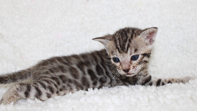 CHATON silver - Bengal