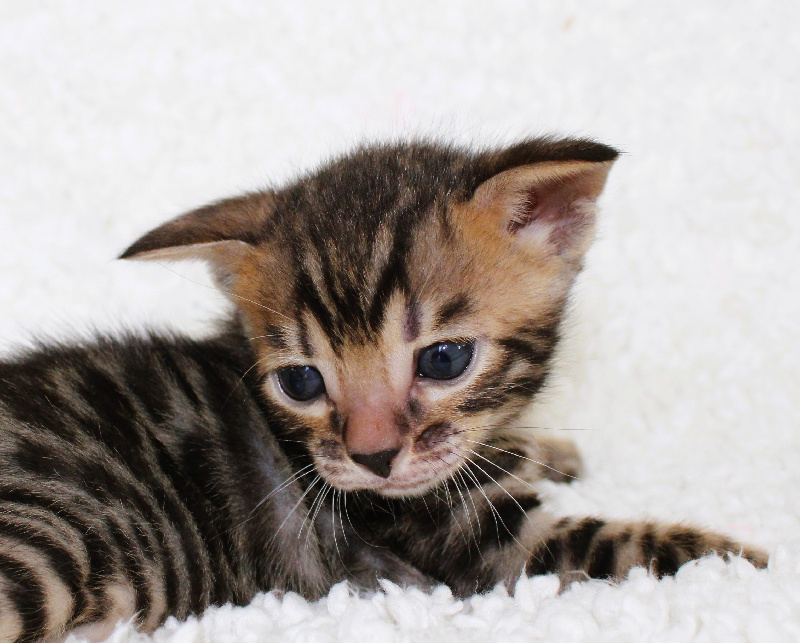 CHATON brown chaud - 