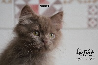 De Ka'zaï - British Shorthair et Longhair - Portée née le 01/04/2019