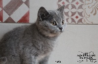 De Ka'zaï - British Shorthair et Longhair - Portée née le 27/03/2019