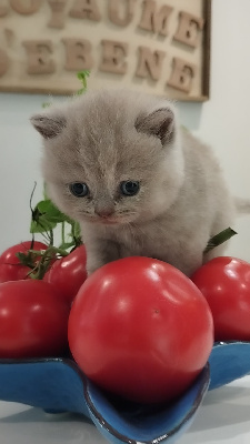 De Ka'zaï - Chaton disponible  - British Shorthair et Longhair