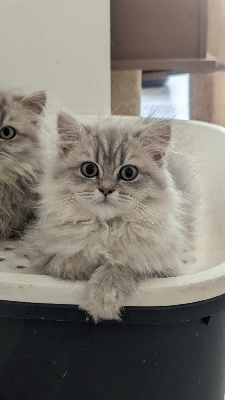 De Ka'zaï - Chaton disponible  - British Shorthair et Longhair