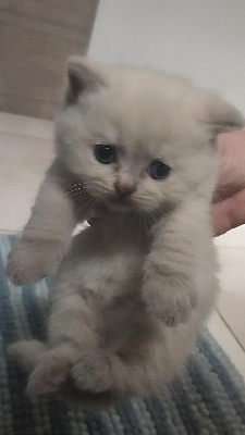 De Ka'zaï - Chaton disponible  - British Shorthair et Longhair