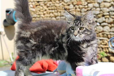 Des Coons De Bastet - Chaton disponible  - Maine Coon