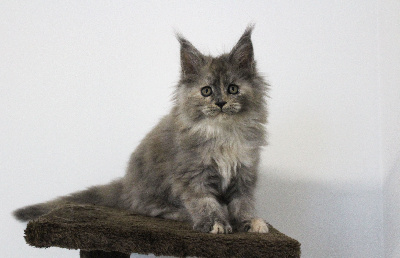 Navy Dream's - Chaton disponible  - Maine Coon