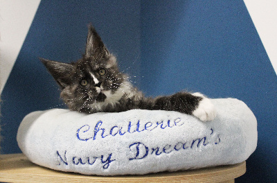 Navy Dream's - Chaton disponible  - Maine Coon