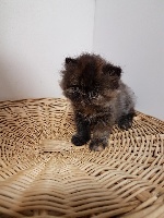 CHATON PERSAN BLACK TORTIE